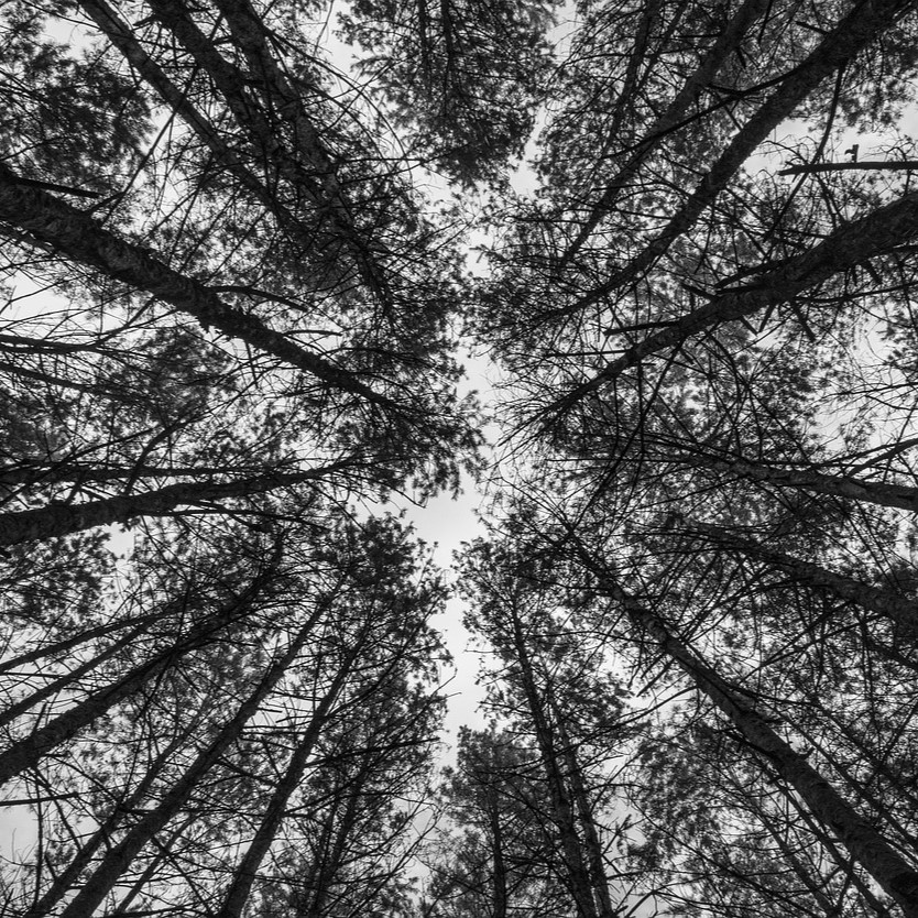 weTree